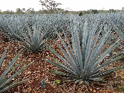 Mexiko leden 2015