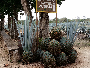 Mexiko leden 2015