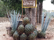 Mexiko leden 2015