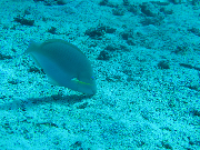 Safari Egypt říjen 2014